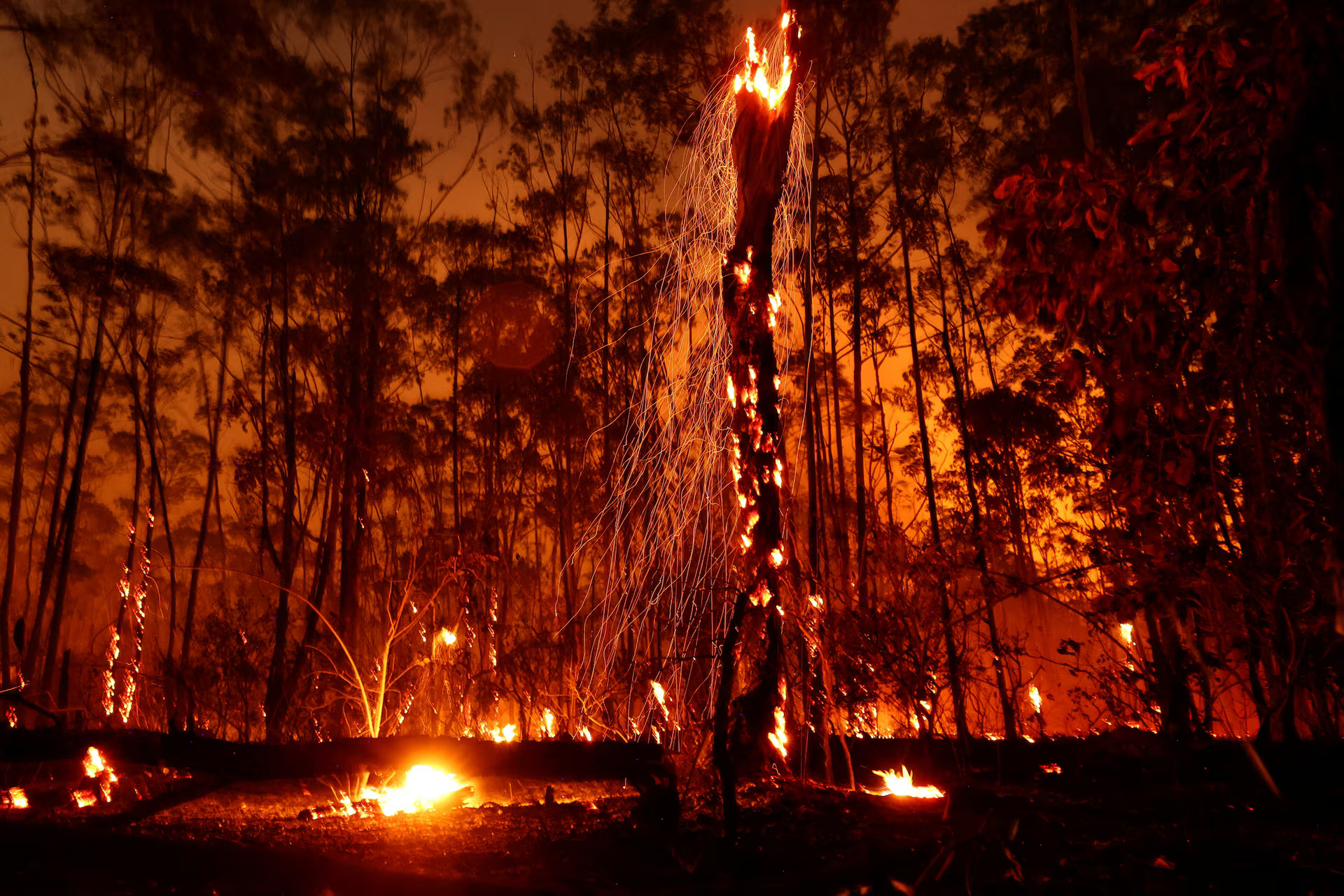 Amazonas esőerdő irtás