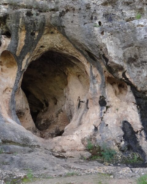 hibrid emberi koponya