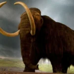 kolumbiai mamut