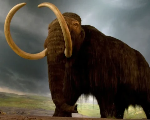 kolumbiai mamut