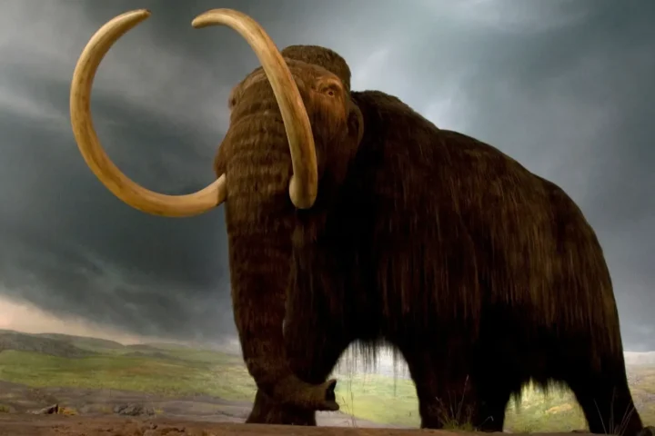kolumbiai mamut