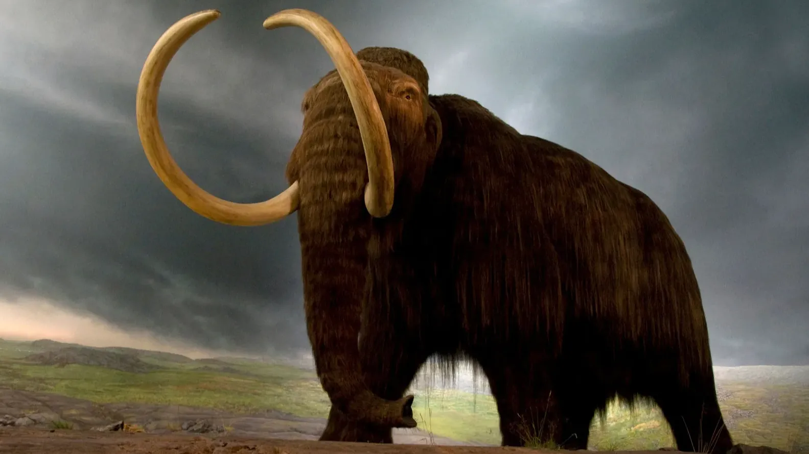 kolumbiai mamut