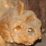 koponya