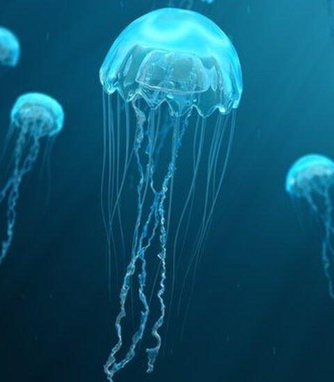 medúza
