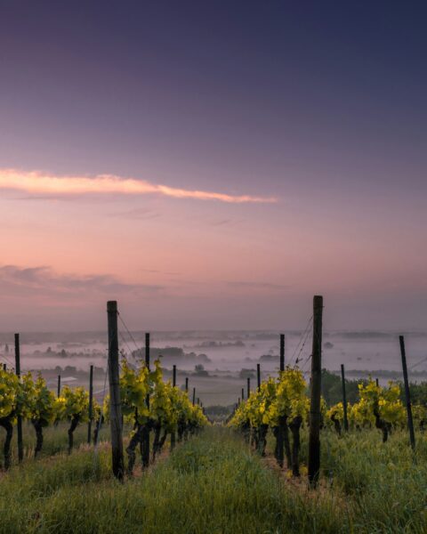 alkoholmentes bor piaca