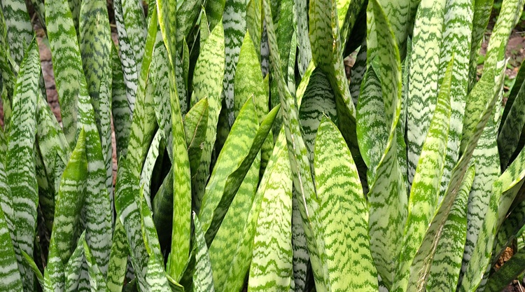 technológia félelem